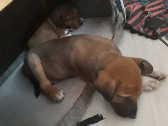 Cachorro raça  idade Abaixo de 2 meses nome Sem nomes