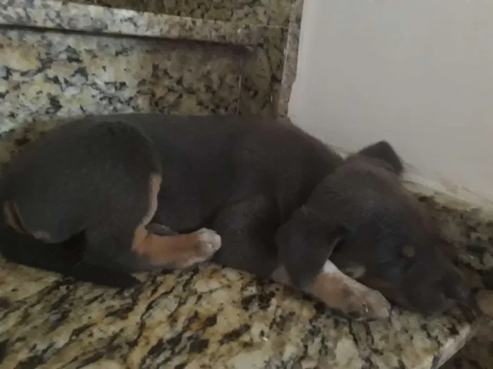 Cachorro raça  idade Abaixo de 2 meses nome Sem nomes