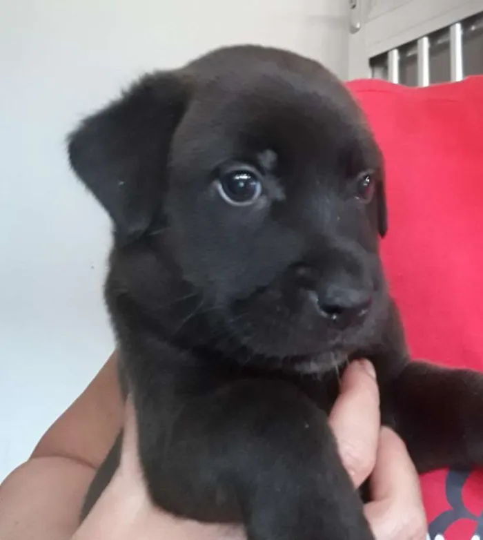 Cachorro raça  idade Abaixo de 2 meses nome Sem nomes