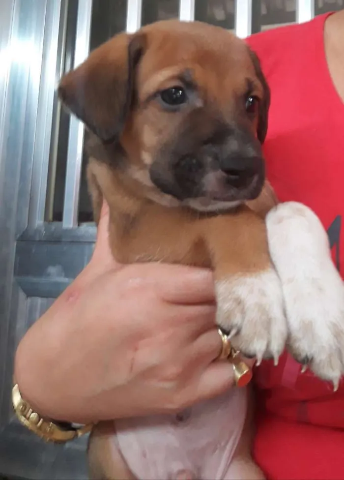 Cachorro raça  idade Abaixo de 2 meses nome Sem nomes