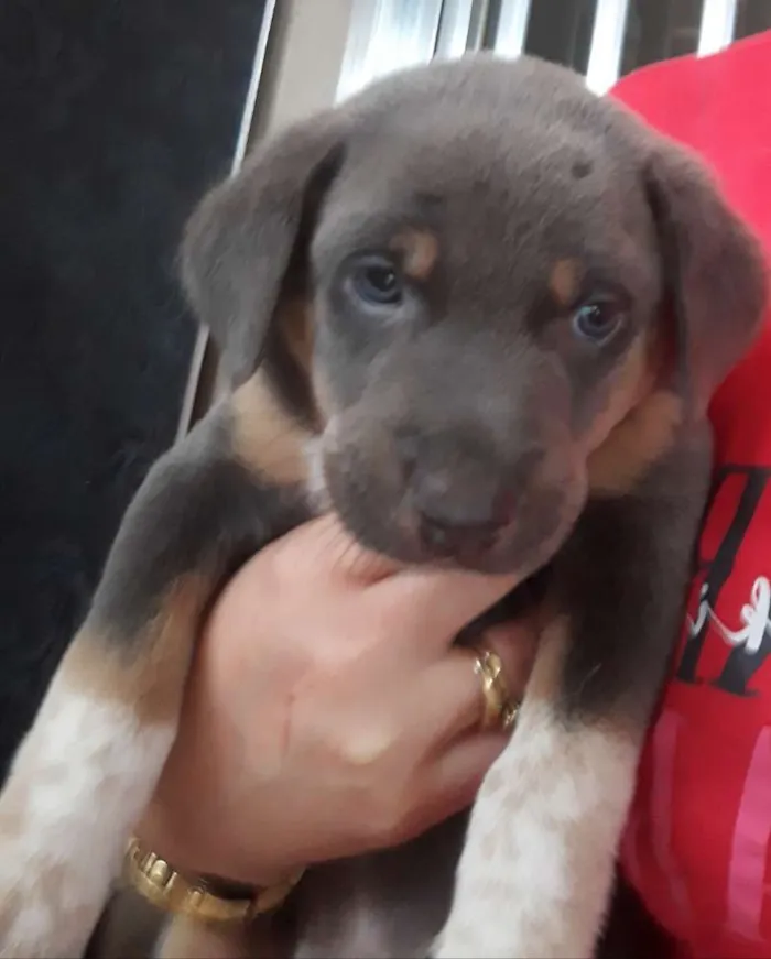Cachorro raça  idade Abaixo de 2 meses nome Sem nomes