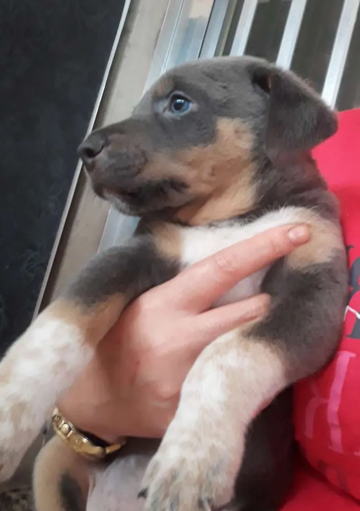 Cachorro raça  idade Abaixo de 2 meses nome Sem nomes