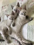 Três irmãs