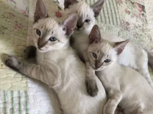 Gato raça Srd idade 2 a 6 meses nome Três irmãs 