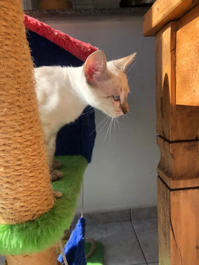 Gato ra a Srd idade 2 a 6 meses nome Três irmãs 
