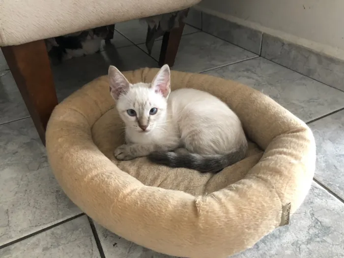Gato ra a Srd idade 2 a 6 meses nome Três irmãs 