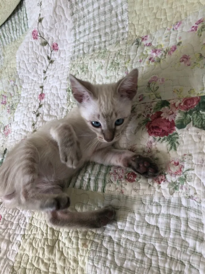 Gato ra a Srd idade 2 a 6 meses nome Três irmãs 