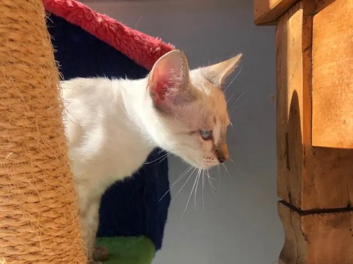 Gato ra a Srd idade 2 a 6 meses nome Três irmãs 