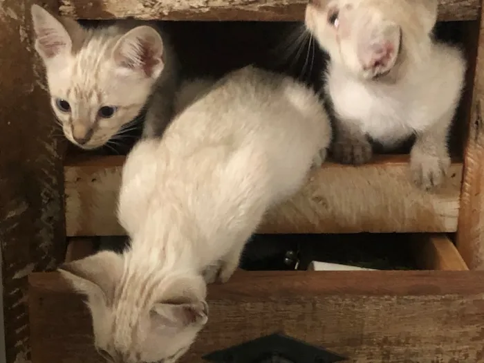 Gato ra a Srd idade 2 a 6 meses nome Três irmãs 