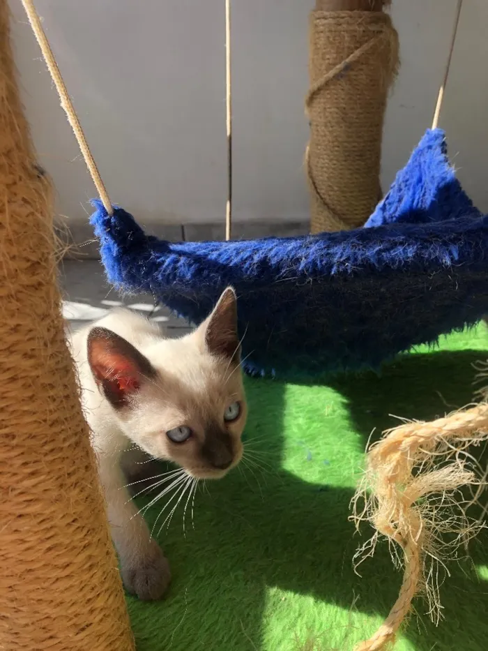 Gato ra a Siames idade 2 a 6 meses nome Ben