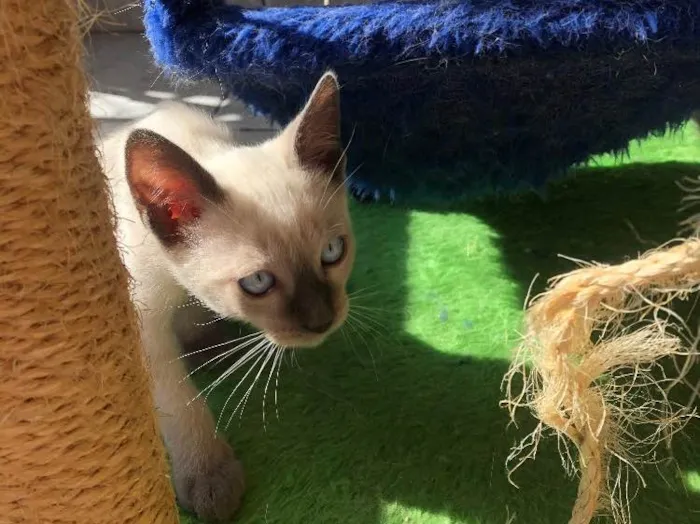 Gato ra a Siames idade 2 a 6 meses nome Ben