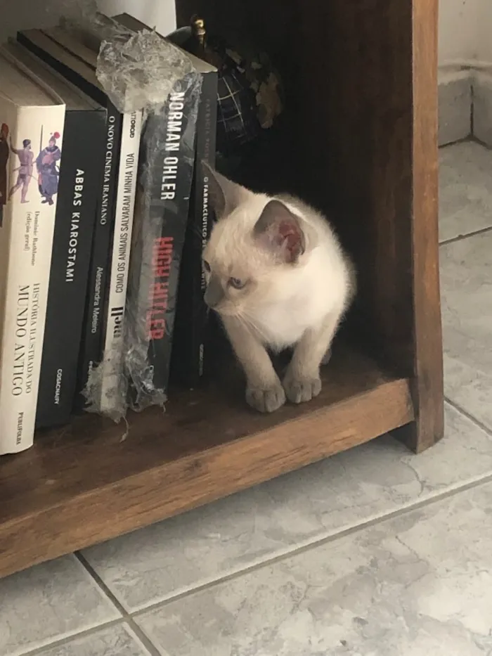 Gato ra a Siames idade 2 a 6 meses nome Ben