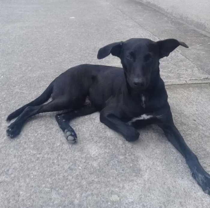 Cachorro ra a Srd idade 7 a 11 meses nome Jack 