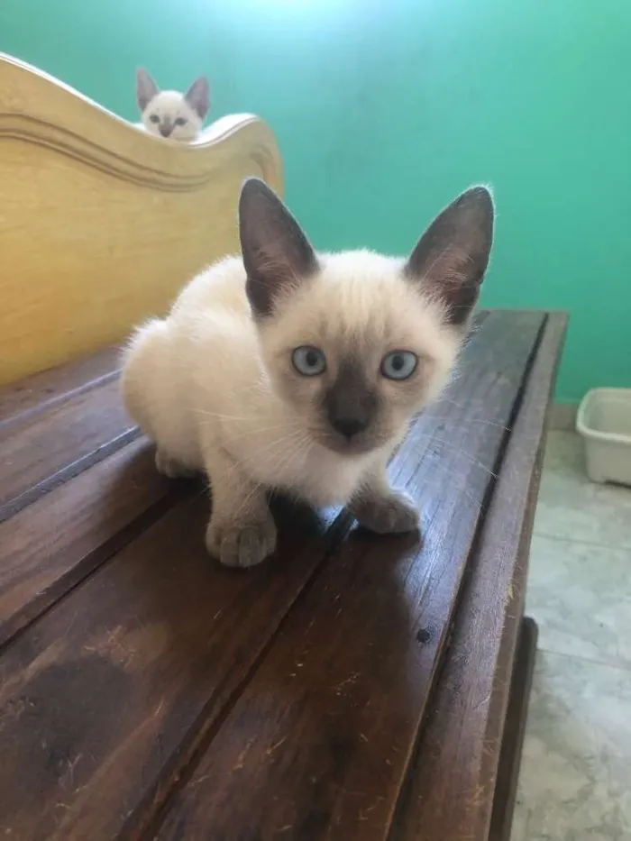 Gato ra a Siames idade 2 a 6 meses nome Ben