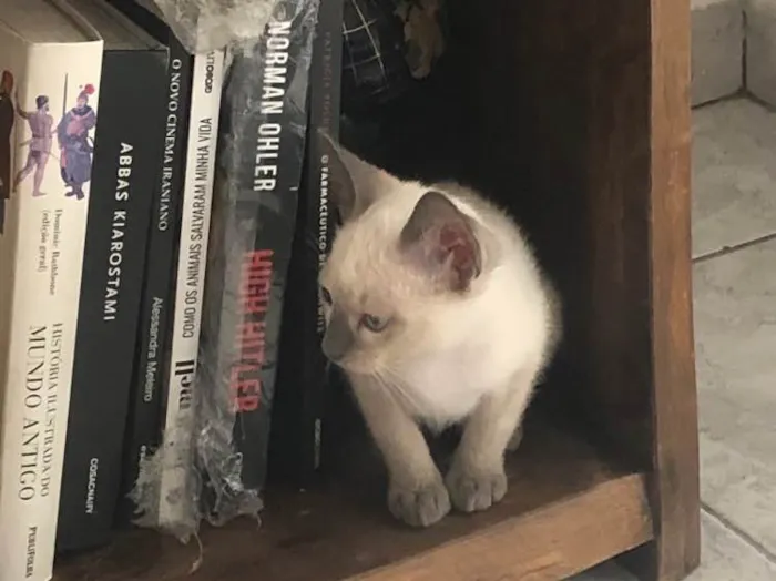 Gato ra a Siames idade 2 a 6 meses nome Ben