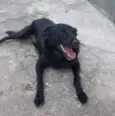 Chiquinha