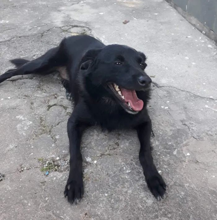 Cachorro ra a Srd idade 2 anos nome Chiquinha
