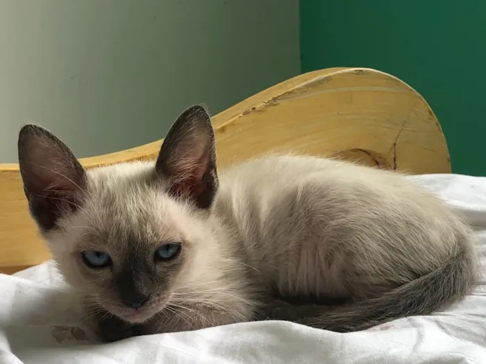 Gato ra a Siamesa idade 2 a 6 meses nome Samia