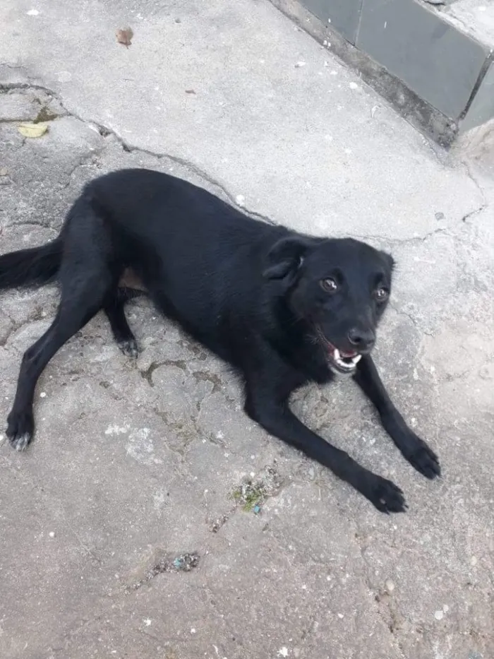 Cachorro ra a Srd idade 2 anos nome Chikinha 