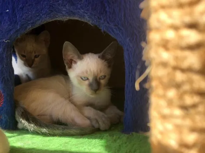 Gato ra a Siamesa idade 2 a 6 meses nome Samia