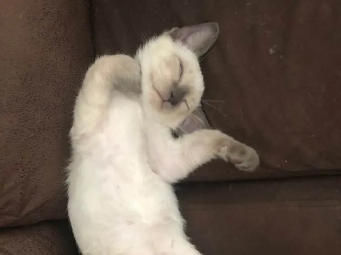 Gato ra a Siamesa idade 2 a 6 meses nome Samia