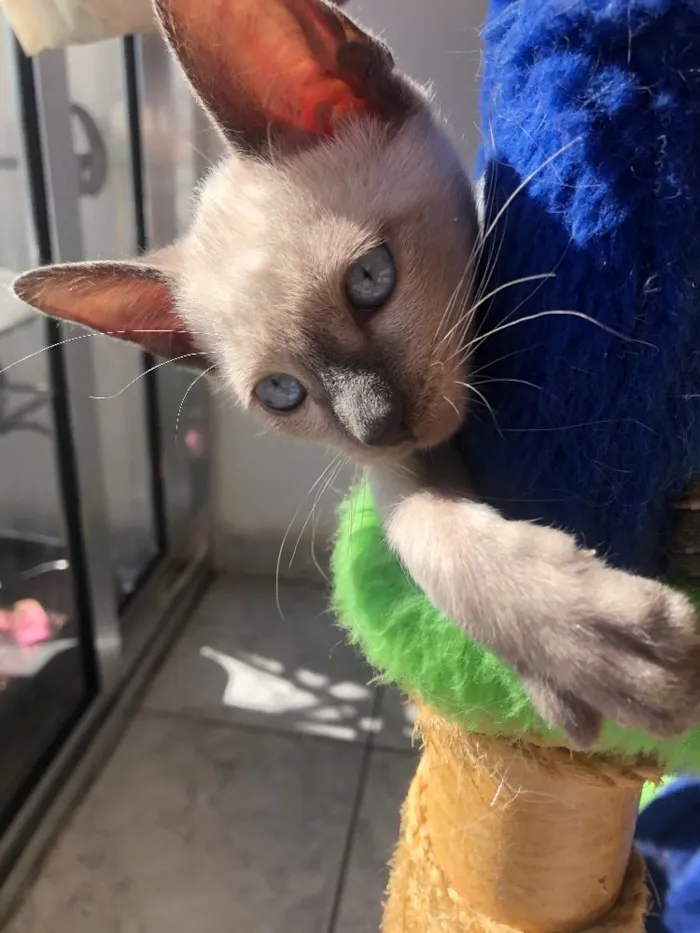 Gato ra a Siamesa idade 2 a 6 meses nome Samia