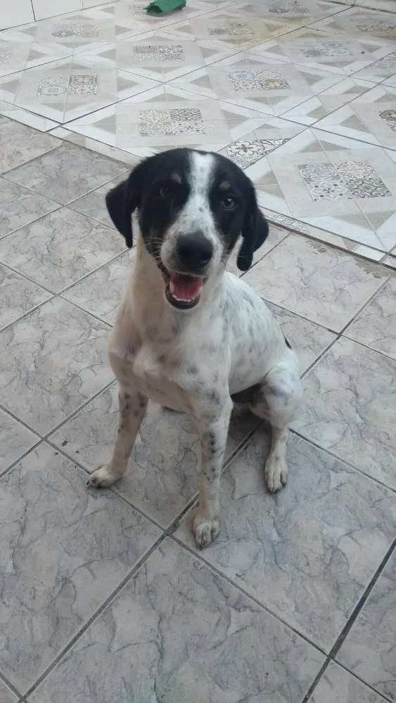 Cachorro ra a Srd idade 2 anos nome Bob