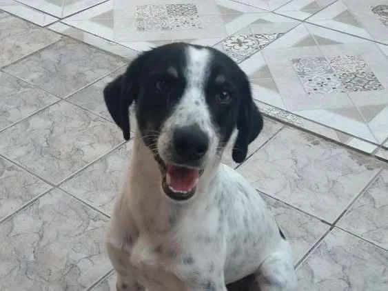 Cachorro ra a Srd idade 2 anos nome Bob