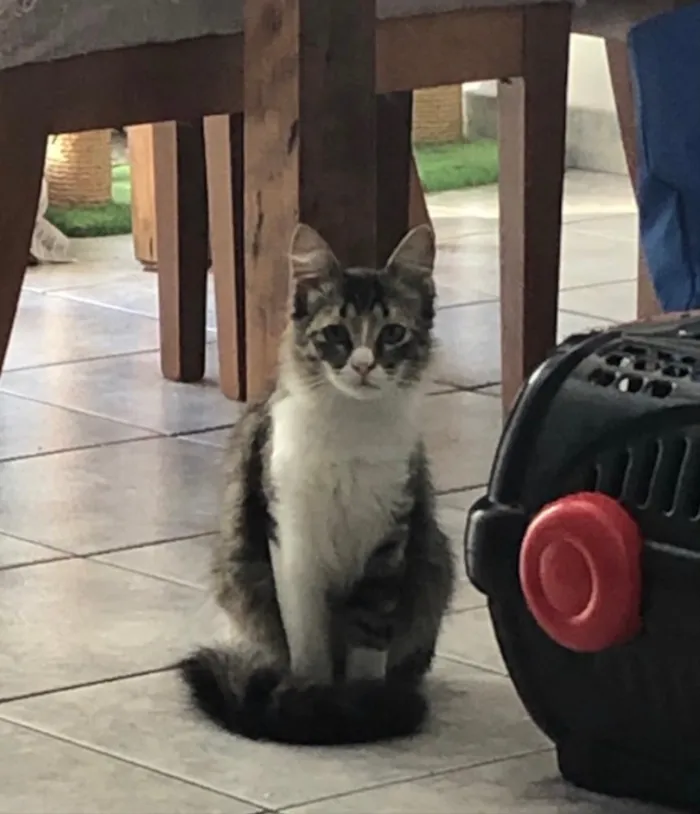 Gato ra a Srd idade 7 a 11 meses nome Liz
