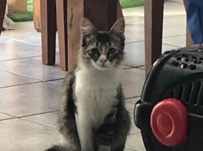 Gato ra a Srd idade 7 a 11 meses nome Liz
