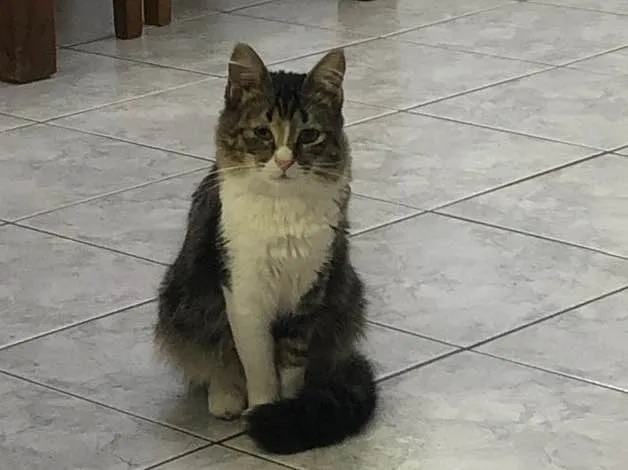 Gato ra a Srd idade 7 a 11 meses nome Liz