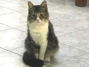 Gato raça Srd idade 7 a 11 meses nome Liz