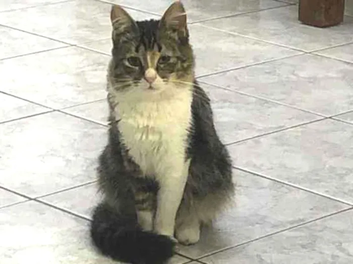 Gato ra a Srd idade 7 a 11 meses nome Liz
