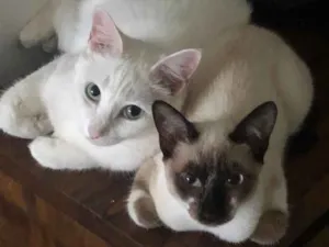 Gato raça Srd idade 2 anos nome Branca