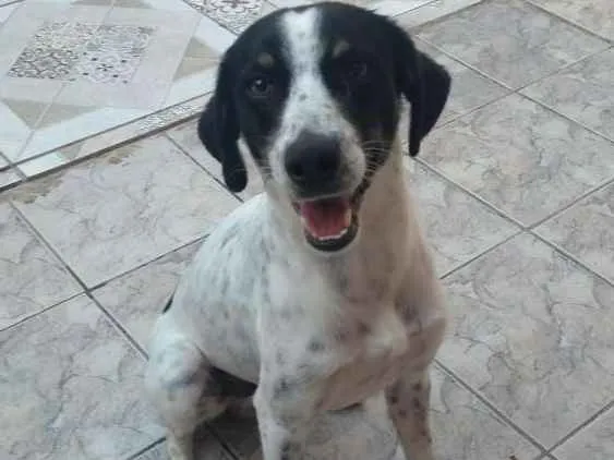 Cachorro ra a Srd idade 2 anos nome Bob