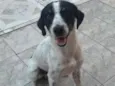 Bob