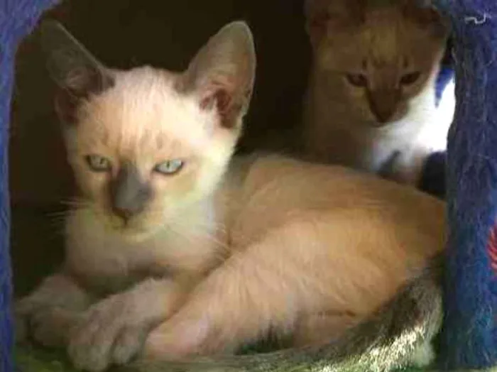 Gato ra a Siamesa idade 2 a 6 meses nome Samia