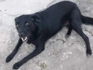 Cachorro raça Srd idade 2 anos nome Chikinha 
