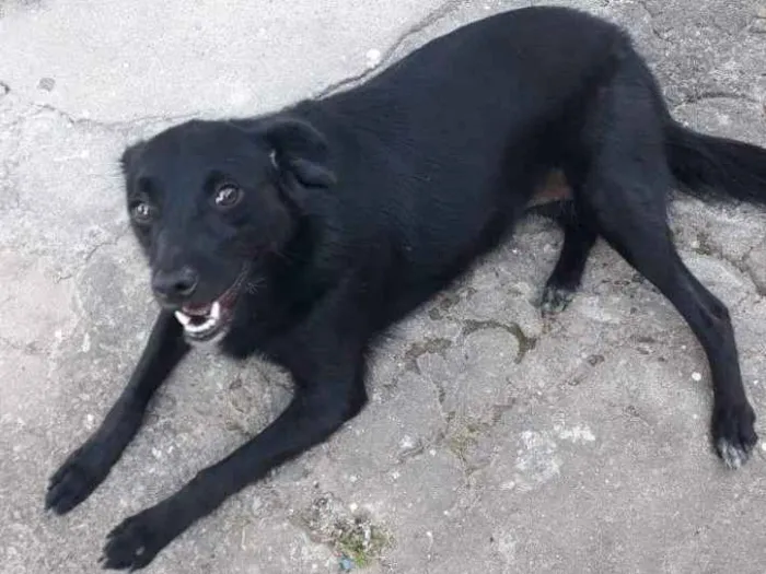Cachorro ra a Srd idade 2 anos nome Chikinha 