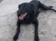 Chiquinha