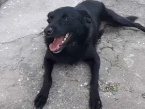 Cachorro raça Srd idade 2 anos nome Chiquinha