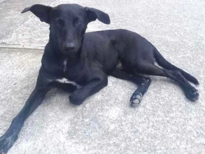 Cachorro ra a Srd idade 7 a 11 meses nome Jack 