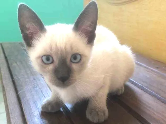 Gato ra a Siames idade 2 a 6 meses nome Ben