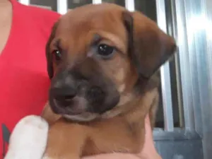 Cachorro raça  idade Abaixo de 2 meses nome Sem nomes