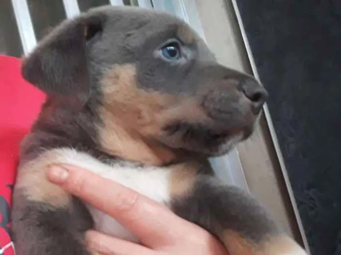 Cachorro raça  idade Abaixo de 2 meses nome Sem nomes