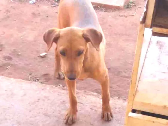 Cachorro ra a Vira-lata idade 2 a 6 meses nome Mel 