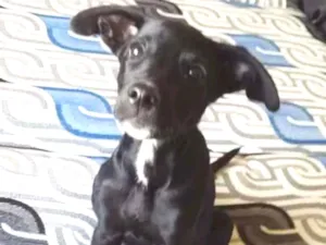 Cachorro raça SRD idade 2 a 6 meses nome Santiago