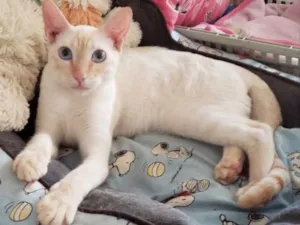Gato raça SRD idade 2 a 6 meses nome MARSHMALLOW