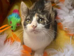 Gato raça SRD idade 2 a 6 meses nome AMY