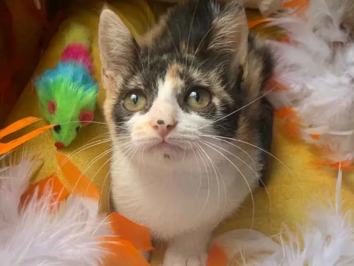 Gato ra a SRD idade 2 a 6 meses nome AMY